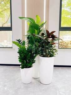 宁波镇海盆景出租公司